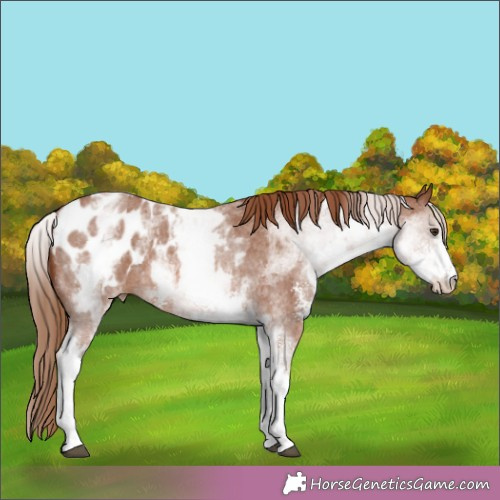 Horse Color:White Spotted Chestnut Sabino Appaloosa 