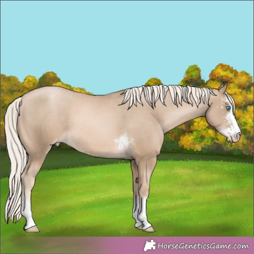 Horse Color:Chocolate Palomino Pearl Sabino Appaloosa 