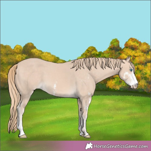 Horse Color:Perlino Sabino Appaloosa 