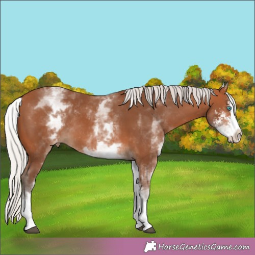 Horse Color:White Spotted Silver Bay Sabino Splash Appaloosa Rabicano 