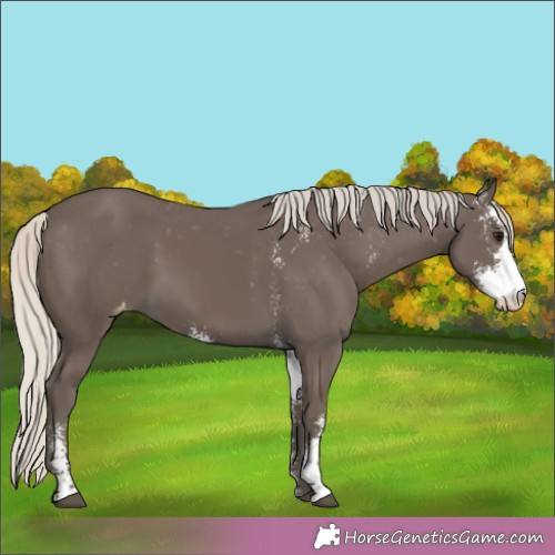 Horse Color:Silver Smoky Black Sabino Appaloosa 