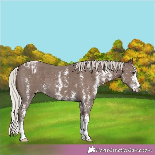 Horse Color:Silver Black Sabino Appaloosa 