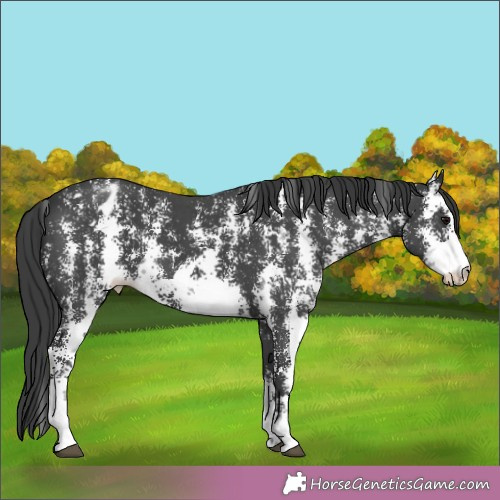 Horse Color:Black Sabino Appaloosa