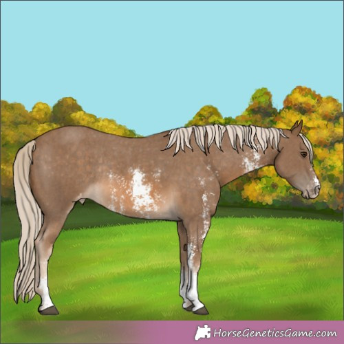 Horse Color:Chocolate Palomino Sabino Appaloosa Rabicano