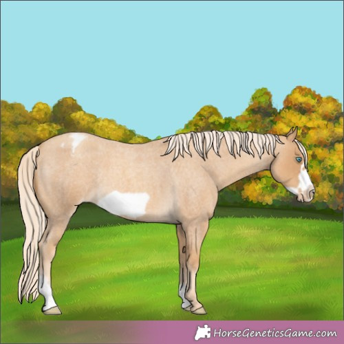 Horse Color:Gold Cream Champagne Roan Sabino Frame Appaloosa Rabicano 