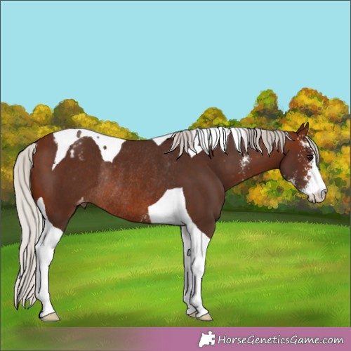 Horse Color:Silver Brown Sabino Tobiano Appaloosa Rabicano 