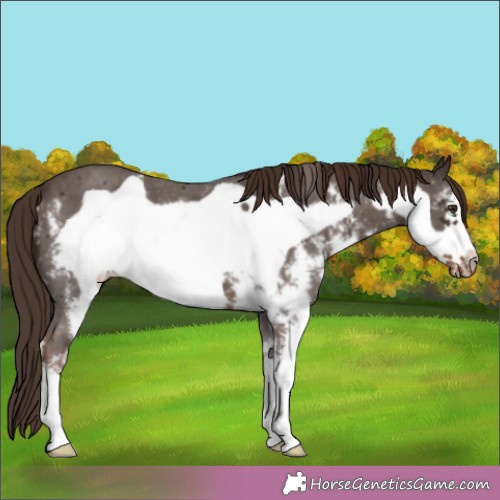 Horse Color:Liver Chestnut Sabino Frame Appaloosa 