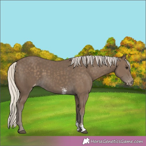 Horse Color:Silver Smoky Black Sabino Appaloosa Rabicano 