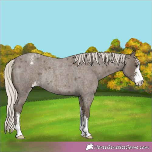 Horse Color:Silver Smoky Blue Roan Sabino Appaloosa Rabicano 