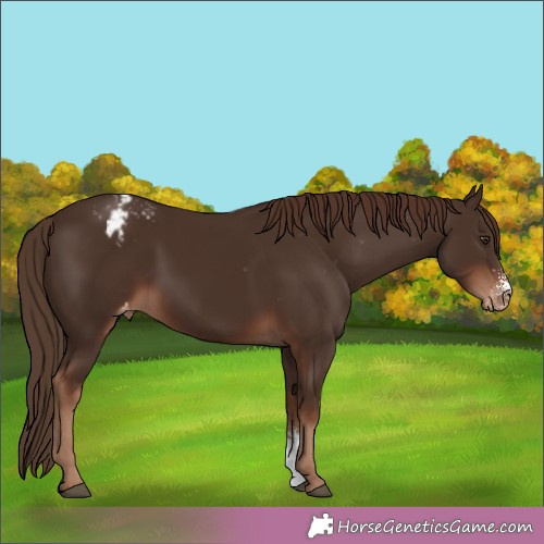 Horse Color:Liver Chestnut Sabino Appaloosa 