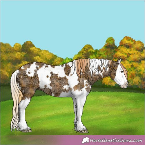 Horse Color:Plaid  White Spotted Red Dun Ice Splash 