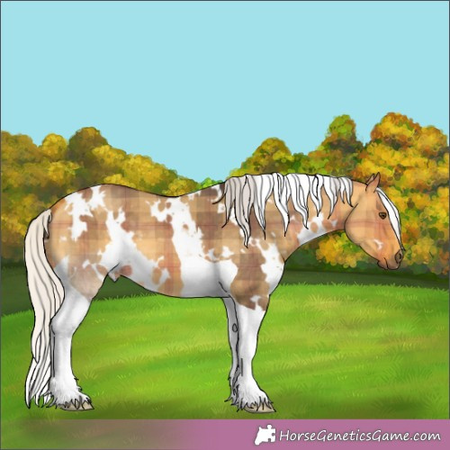 Horse Color:Plaid  White Spotted Silver Buckskin Dun Tobiano 