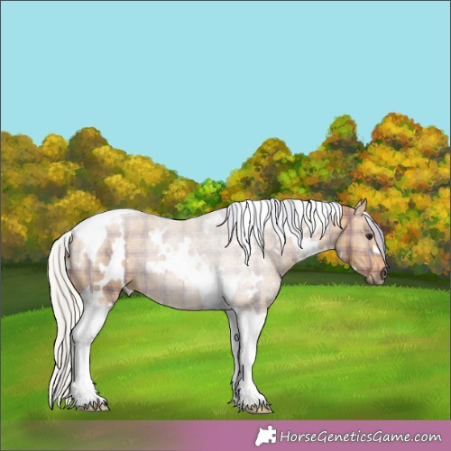 Horse Color:Plaid  White Spotted Silver Brown Tobiano Rabicano 