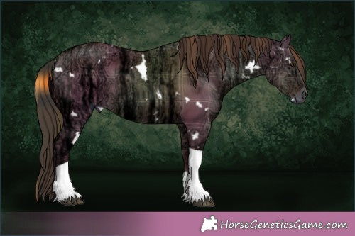Horse Color:Plaid  White Spotted Liver Red Dun Ice Tobiano 