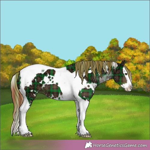 Horse Color:Plaid  White Spotted Liver Chestnut Ice Splash Tobiano 