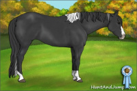 Horse Color:Black Splash Tobiano