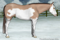 Horse Color:Amber Champagne Splash Frame 