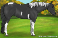 Horse Color:Black Tobiano 