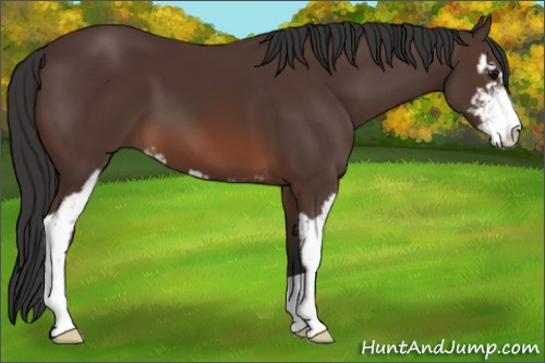 Horse Color: Brown Sabino 