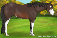 Horse Color:Brown Sabino