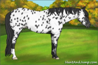 Horse Color:Black Appaloosa