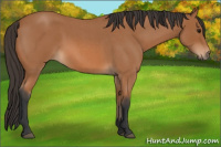 Horse Color:Bay Roan 