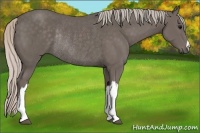 Horse Color:Silver Black Rabicano