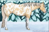 Horse Color:Gray Silver Amber Cream Champagne Roan Dun Splash Tobiano Frame Appaloosa Rabicano 