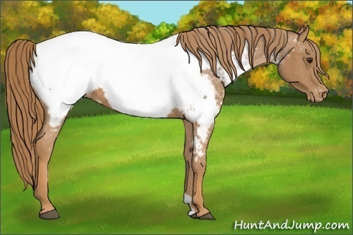 Horse Color:Chestnut Appaloosa