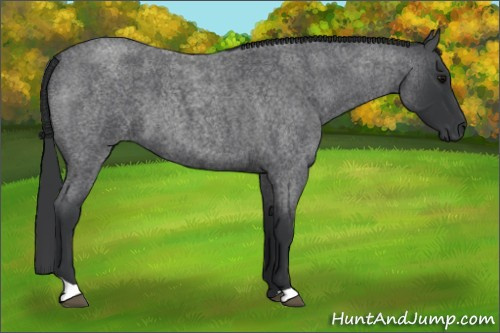 Horse Color: Blue Roan 