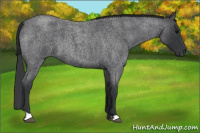 Horse Color:Blue Roan 