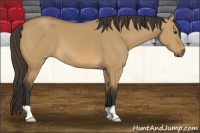 Horse Color:Buckskin Dun 