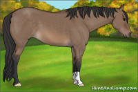 Horse Color:Brown Dun 