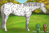 Horse Color:Brown Dun Near Leopard
