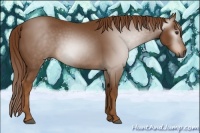 Horse Color:Gray Chestnut Rabicano 