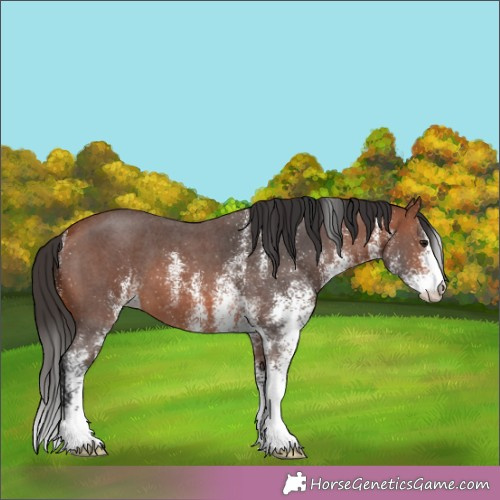 Horse Color:White Spotted Brown 