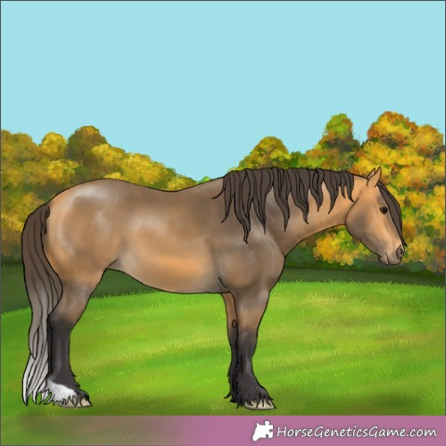 Horse Color:Buckskin 