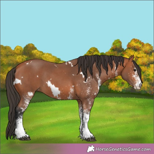Horse Color:White Spotted Brown 