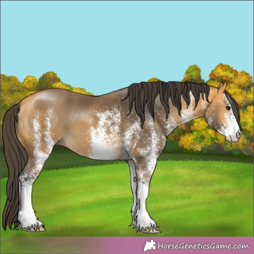 Horse Color:White Spotted Buckskin 