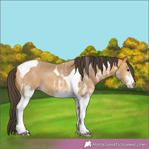 Horse Color:White Spotted Buckskin Tobiano 
