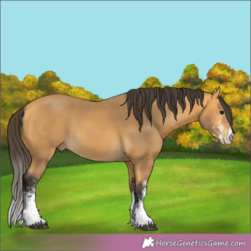 Horse Color:White Spotted Buckskin 