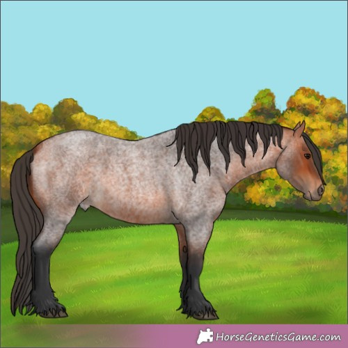 Horse Color:Bay Roan 