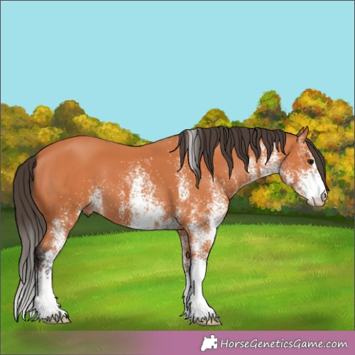 Horse Color:White Spotted Bay 