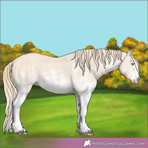 Horse Color:White Spotted Perlino 