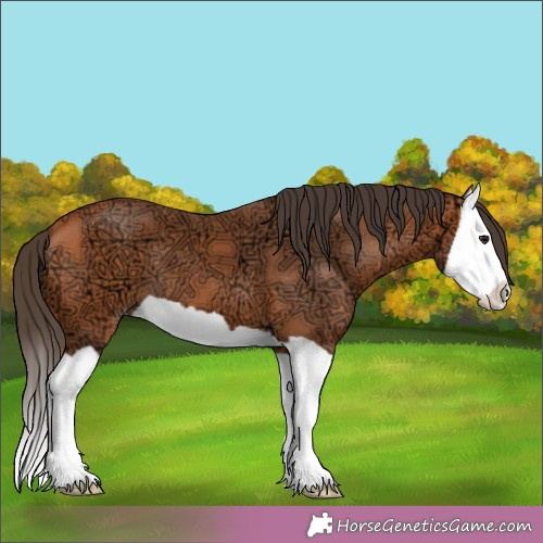 Horse Color:Bay Ice Splash Appaloosa 