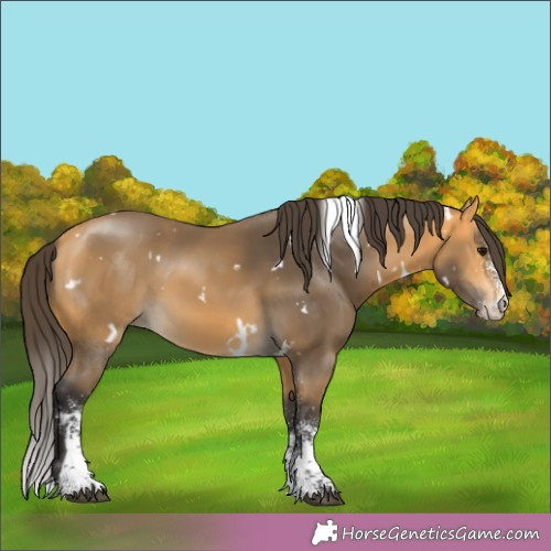 Horse Color:White Spotted Buckskin 