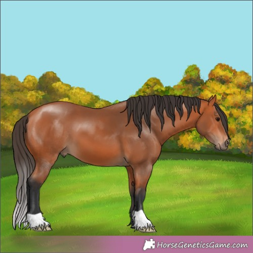 Horse Color:Brown 