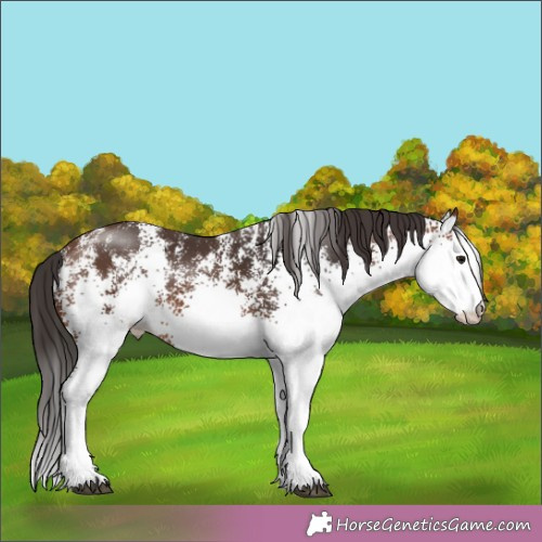 Horse Color:White Spotted Brown 