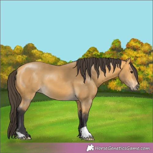Horse Color:Buckskin 
