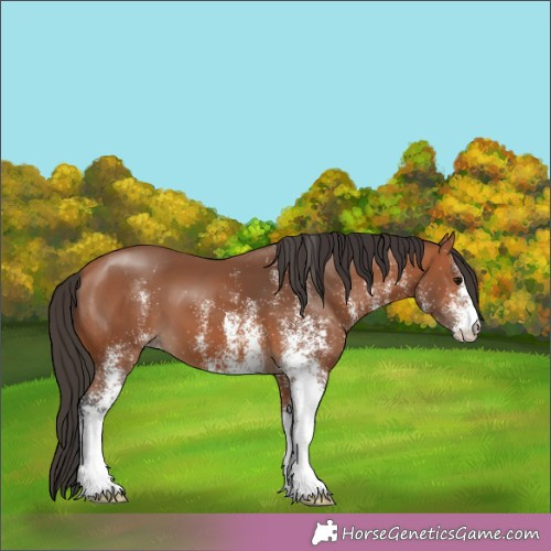Horse Color:White Spotted Brown 